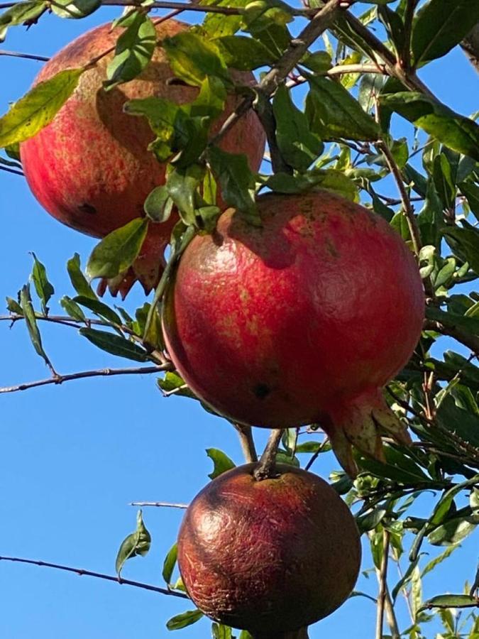 Apulia Casa E Cucina Panzió Trani Kültér fotó