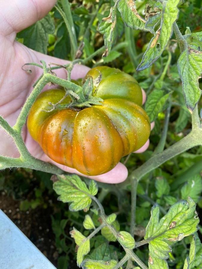 Apulia Casa E Cucina Panzió Trani Kültér fotó